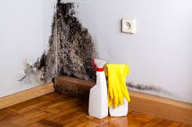 Why You Should Choose Our Mold Remediation Services in Level Plains, AL